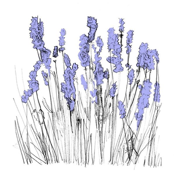 Lapalace — Music To Watch Seeds Grow By 006: Lapalace (Lavender) vinyl cover